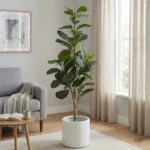 Umělý Ficus Lyrata 170 Umělý Ficus Lyrata 170