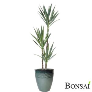 Umělá palma Juka 150 cm