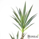 Umělá palma Juka 150 cm