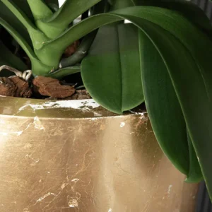 Baq-Luxe-Lite-Glossy-by-Bonsai