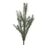 Rozmarýnový keř 60 cm UV