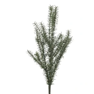 Rozmarýnový keř 60 cm UV