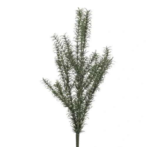 Rozmarýnový keř 60 cm UV