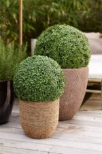 Umělý buxus 53 cm UV Umělý buxus 53 cm UV
