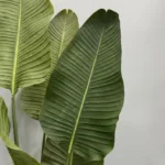 Strelície-Pure-180-cm-Bonsai