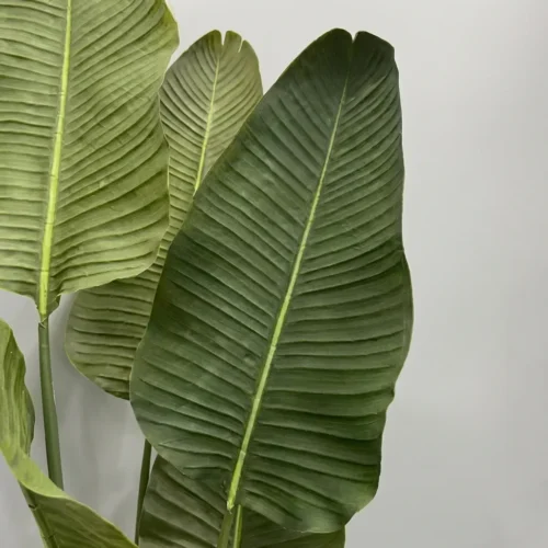 Strelície-Pure-180-cm-Bonsai