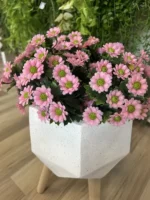 Detail růžových květů umělé sedmikrásky Daisy UV