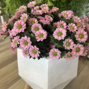 Detail růžových květů umělé sedmikrásky Daisy UV